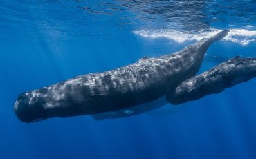 A family of sperm whales move effortlessly through the water.