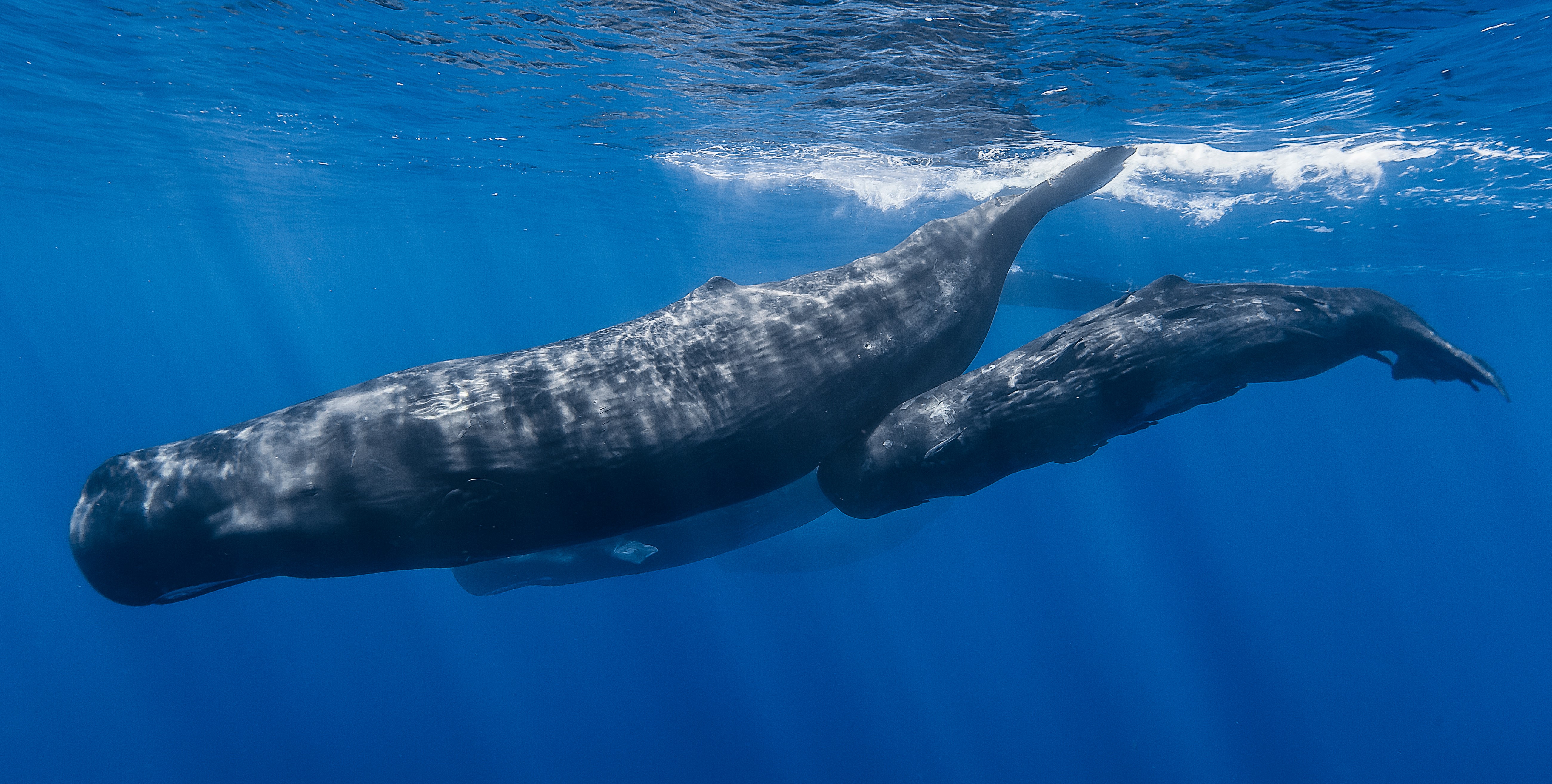 A family of sperm whales move effortlessly through the water.
