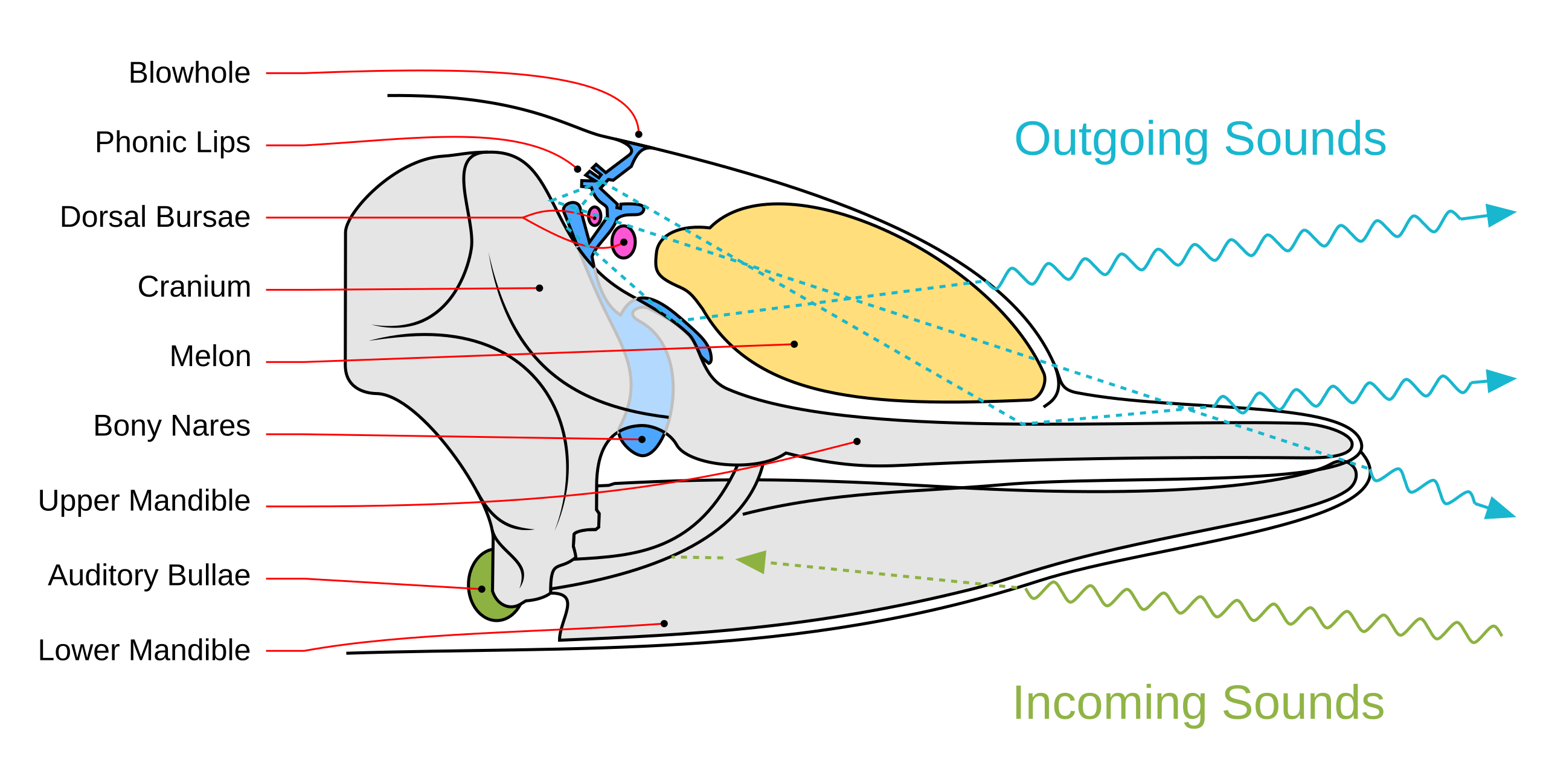Air is pushed out through the blowhole and then vibrates the small structure called the phonic lips to create the clicking sounds.