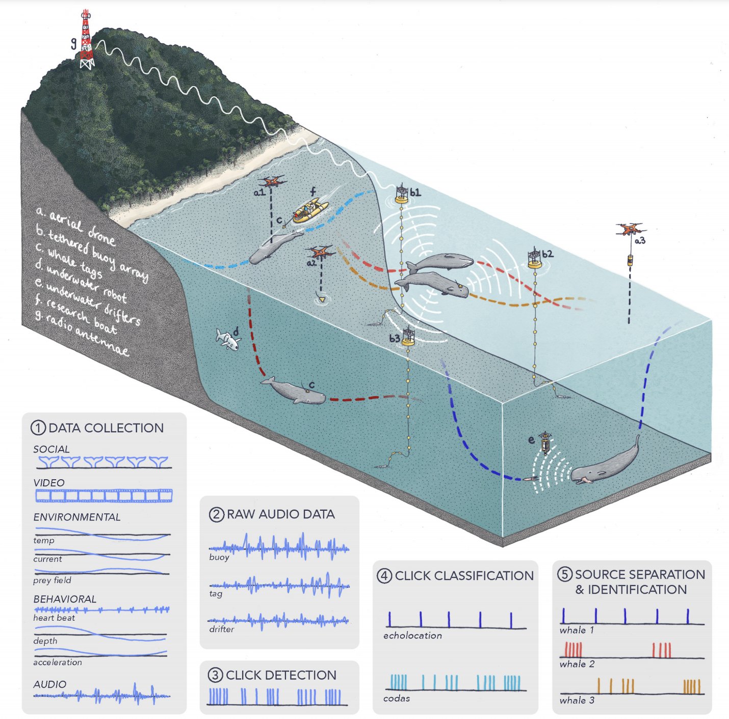 With a host of partners, Project CETI studies not only the audio but behavioral and social lives of the Domenica sperm whales using a wide variety of tools and technologies.