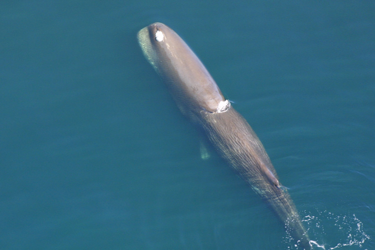 Sperm whales usually prefer deep water, but here is a rare glimpse of one at the surface.
