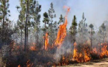 Underbrush is ablaze during a controlled burn in a young pine forest.