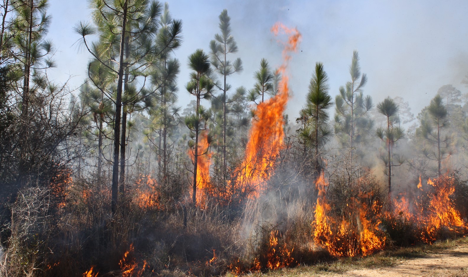 Underbrush is ablaze during a controlled burn in a young pine forest.
