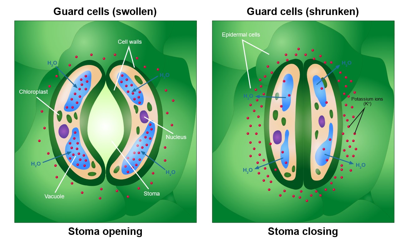 The movement of water and potassium ions into and out of the guard cells causes the stoma to open and close.