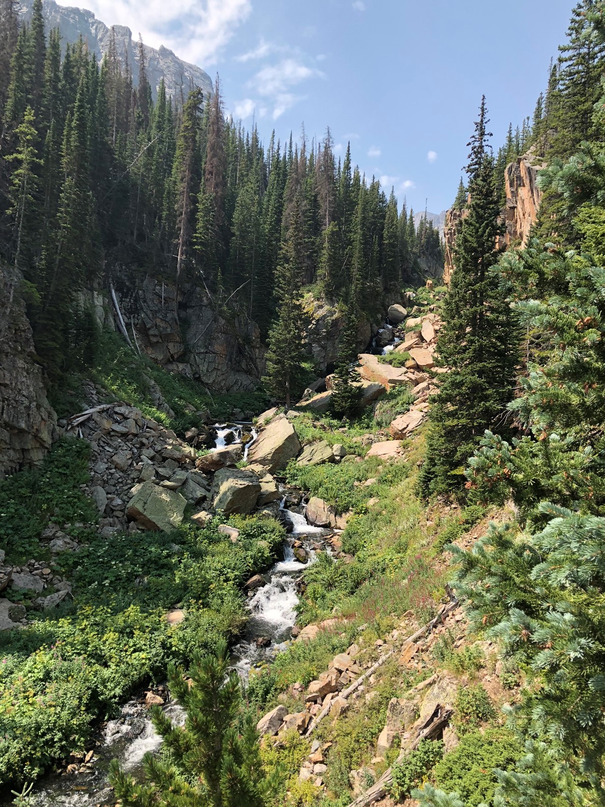 A pine forest in Rocky Mountain National Park in Colorado.