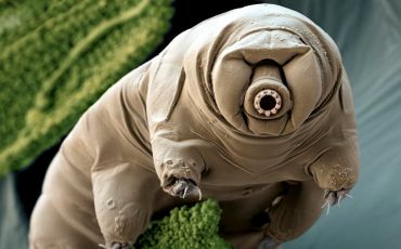 A tardigrade (Paramacrobiotus craterlaki) in moss.