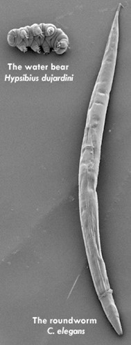Both the water bear and roundworm (C. elegans) are often used as model organisms in scientific research due to their simple bodies, transparent structures, rapid life cycles, and ability to withstand extremes.