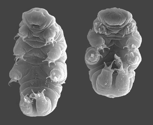 This Hypsibius dujardini is an example of a complex species of tardigrade that is widely used for various research projects pertaining to evolutionary biology and astrobiology.