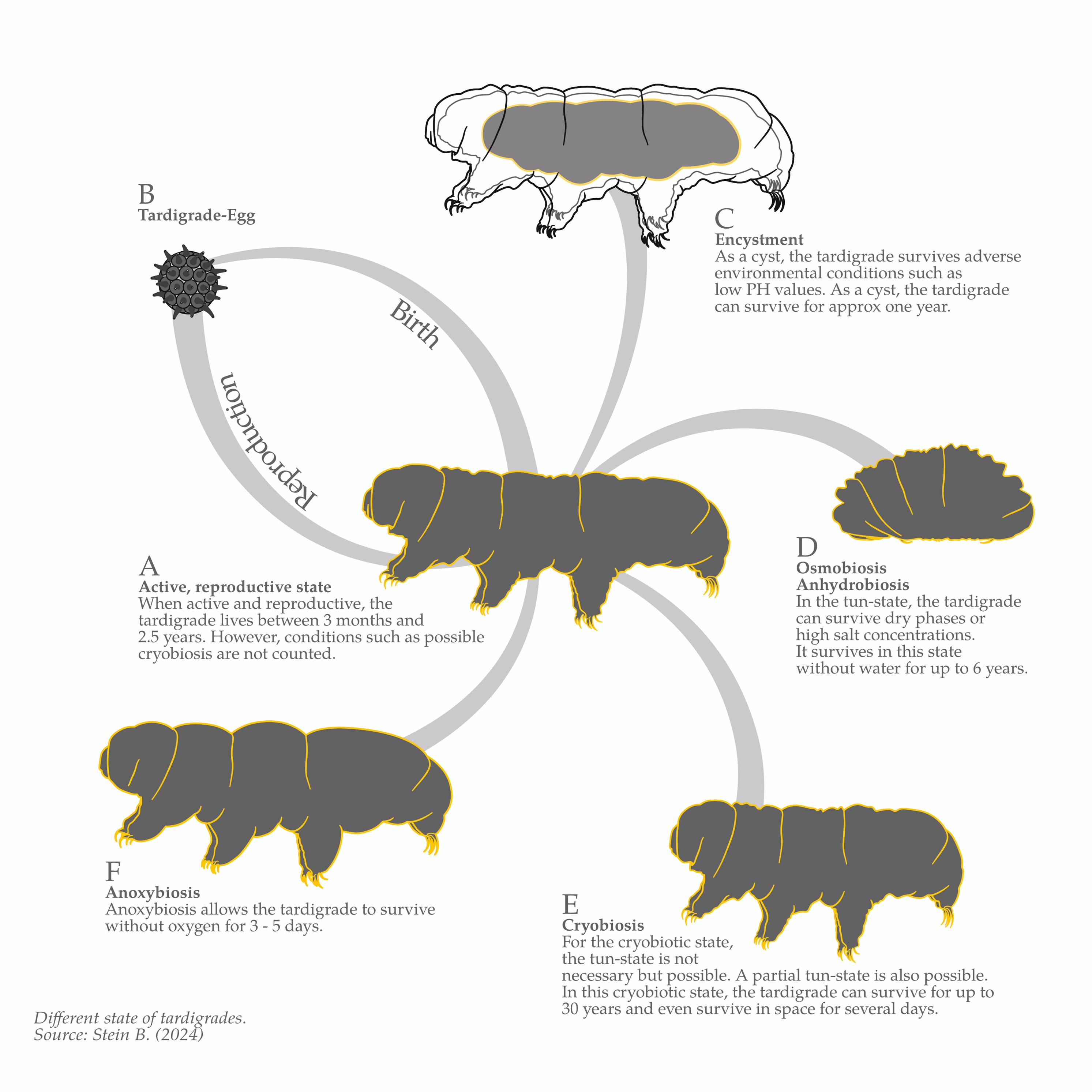 The many different stages of tardigrades.
