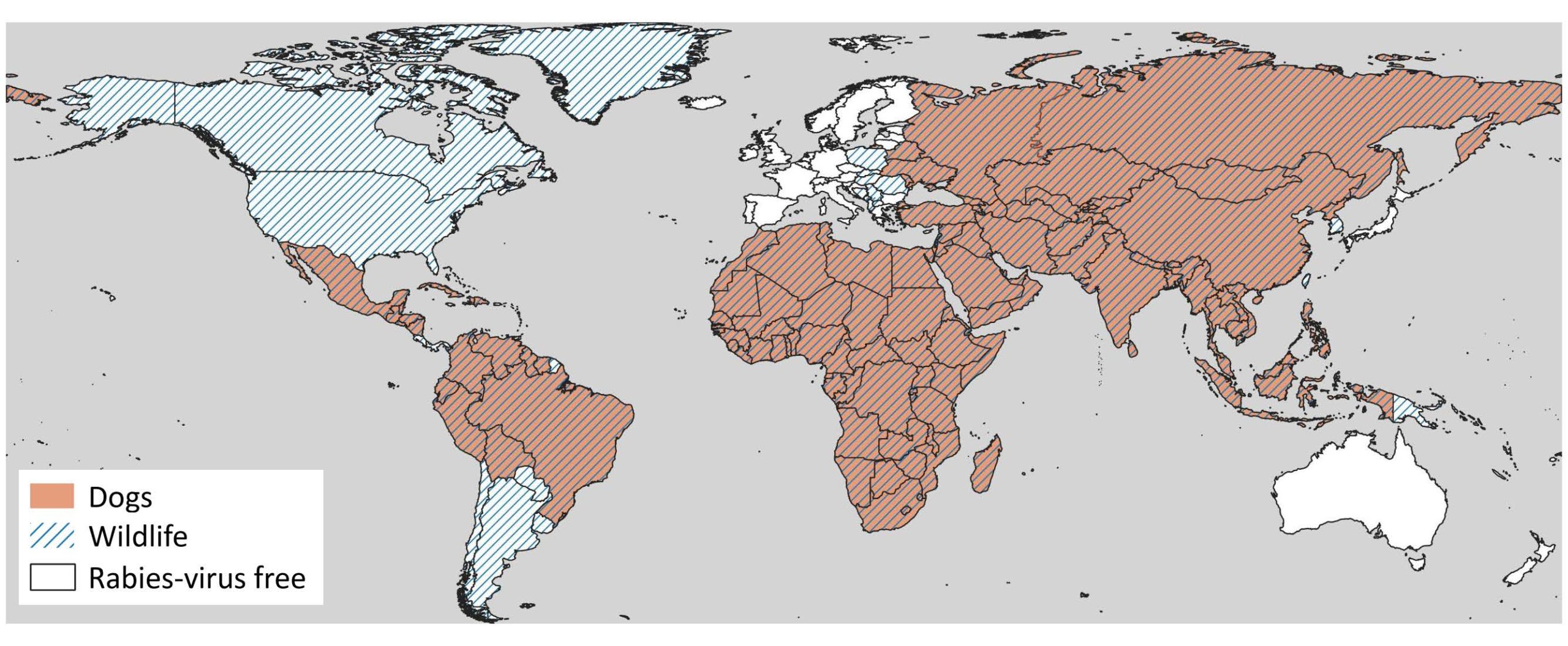 Infected dogs are the most common source of rabies across the globe.