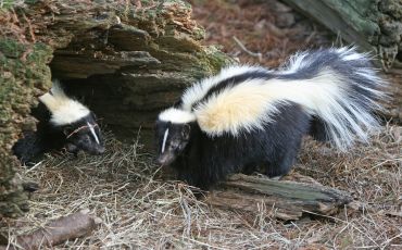 The extremely pungent odor of skunk spray is the result of a class of chemical called thiols, which are also known as mercaptans.