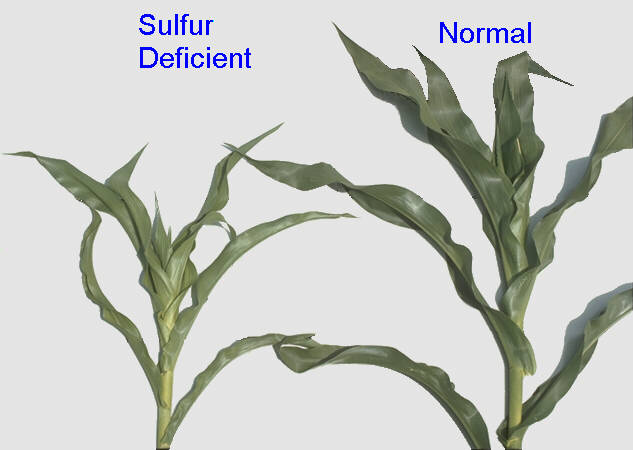 A deficiency of sulfur causes yellowing and less growth in corn and other plants.