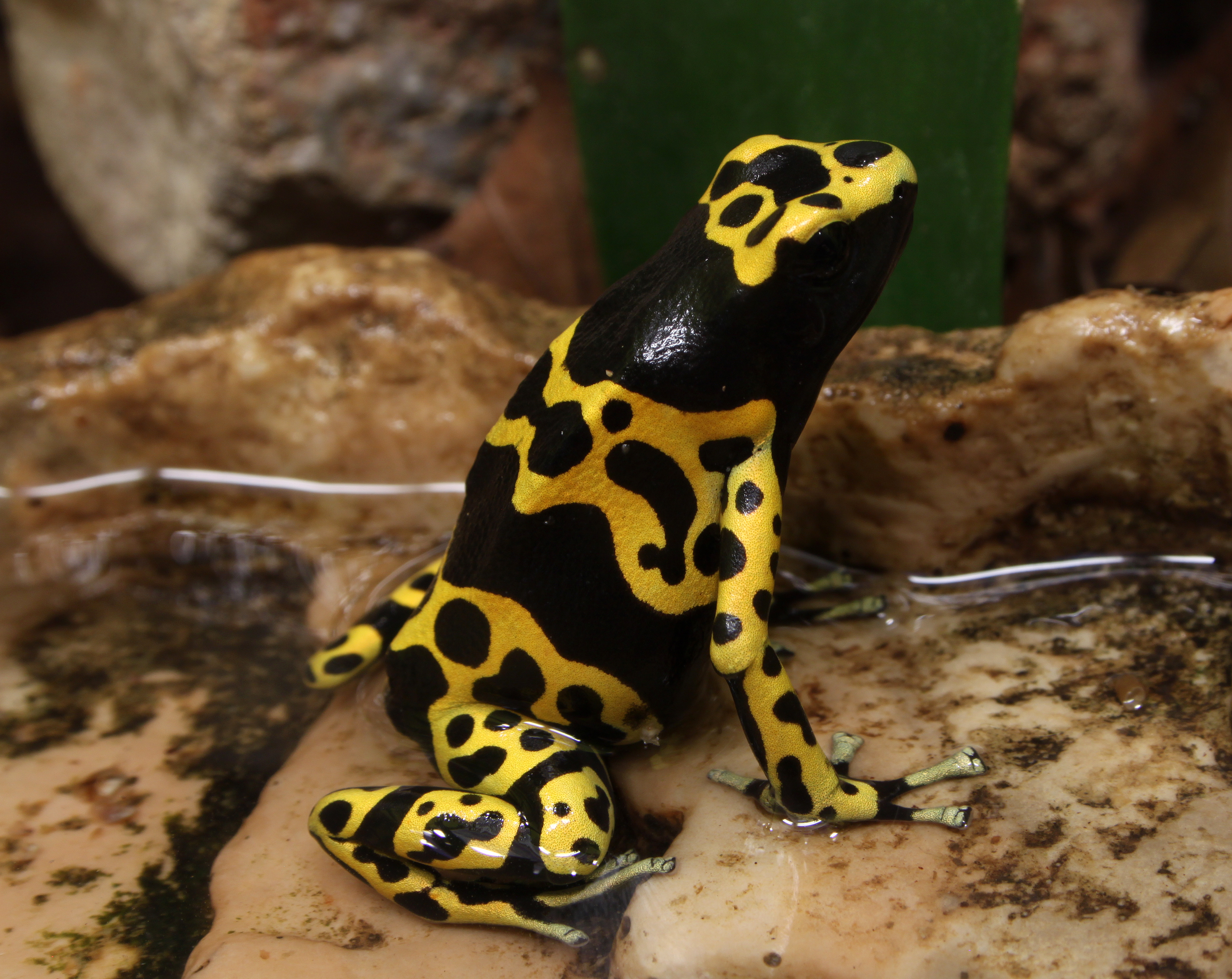 EarthDate 445 Sexy and Dangerous, Poisonous frogs, snakes, toxic