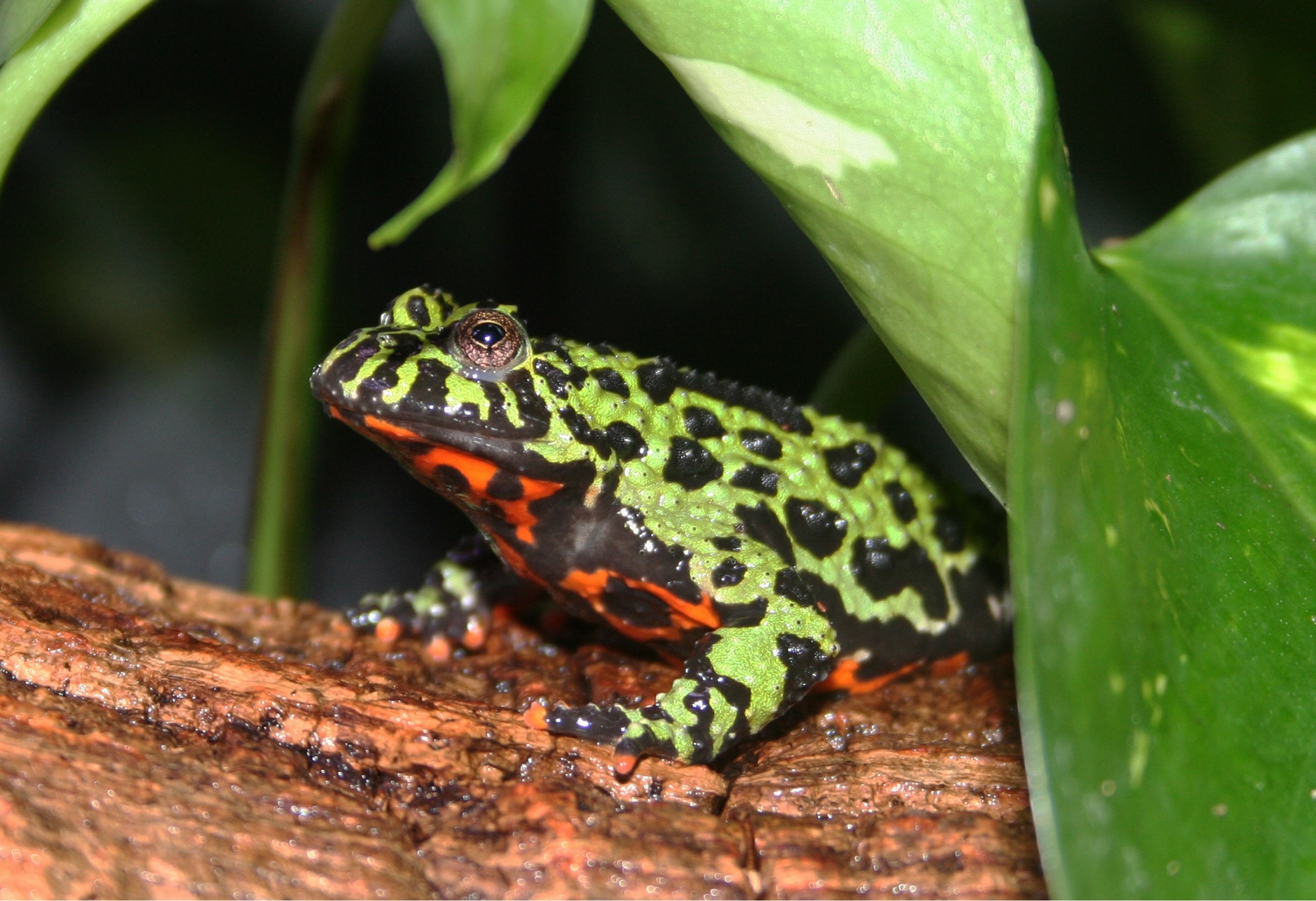 EarthDate 445-3 fire belly toad