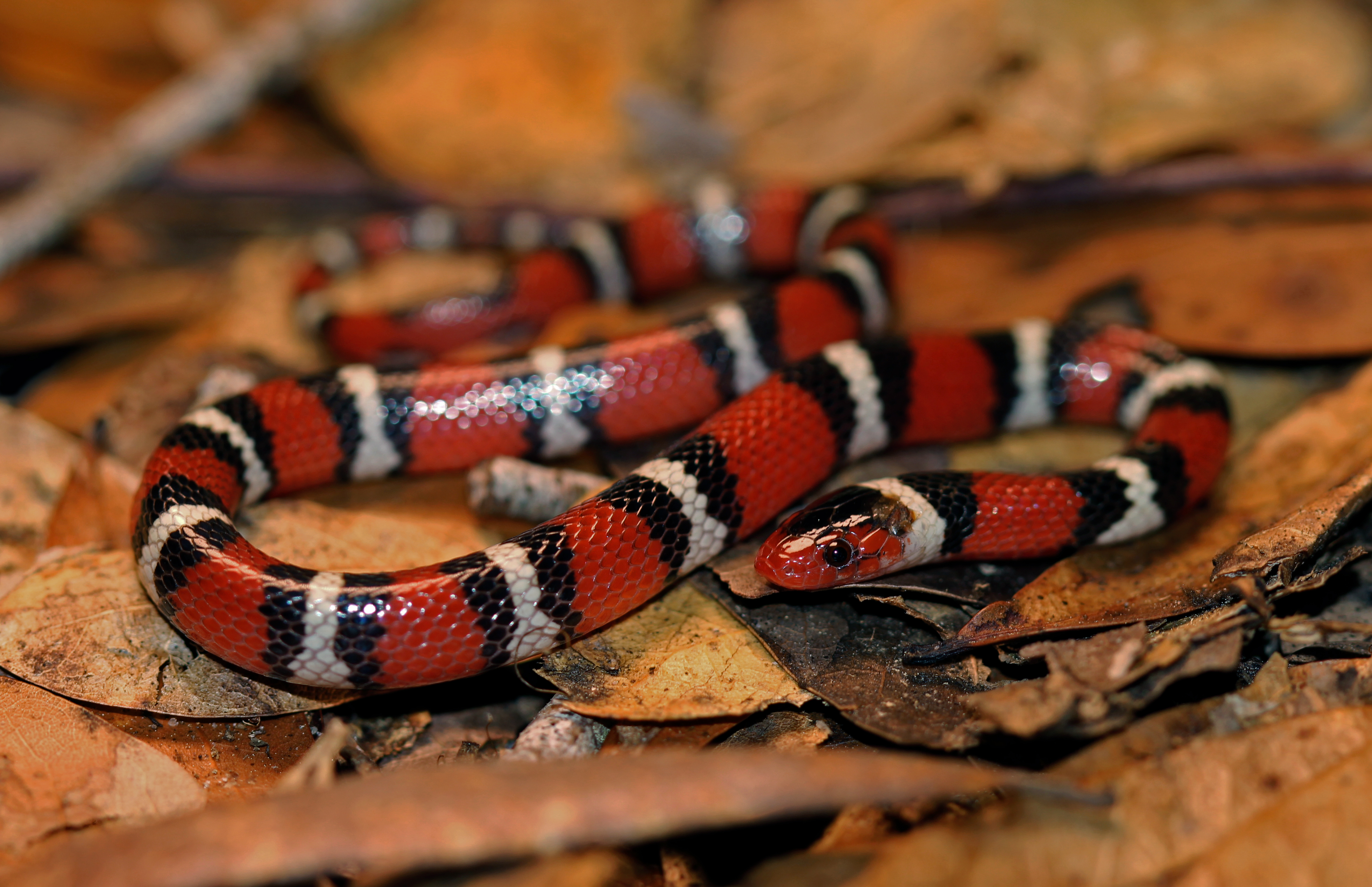 EarthDate 445, scarlet kingsnake