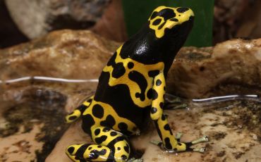 EarthDate 445 yellow-banded Poison Dart Frog