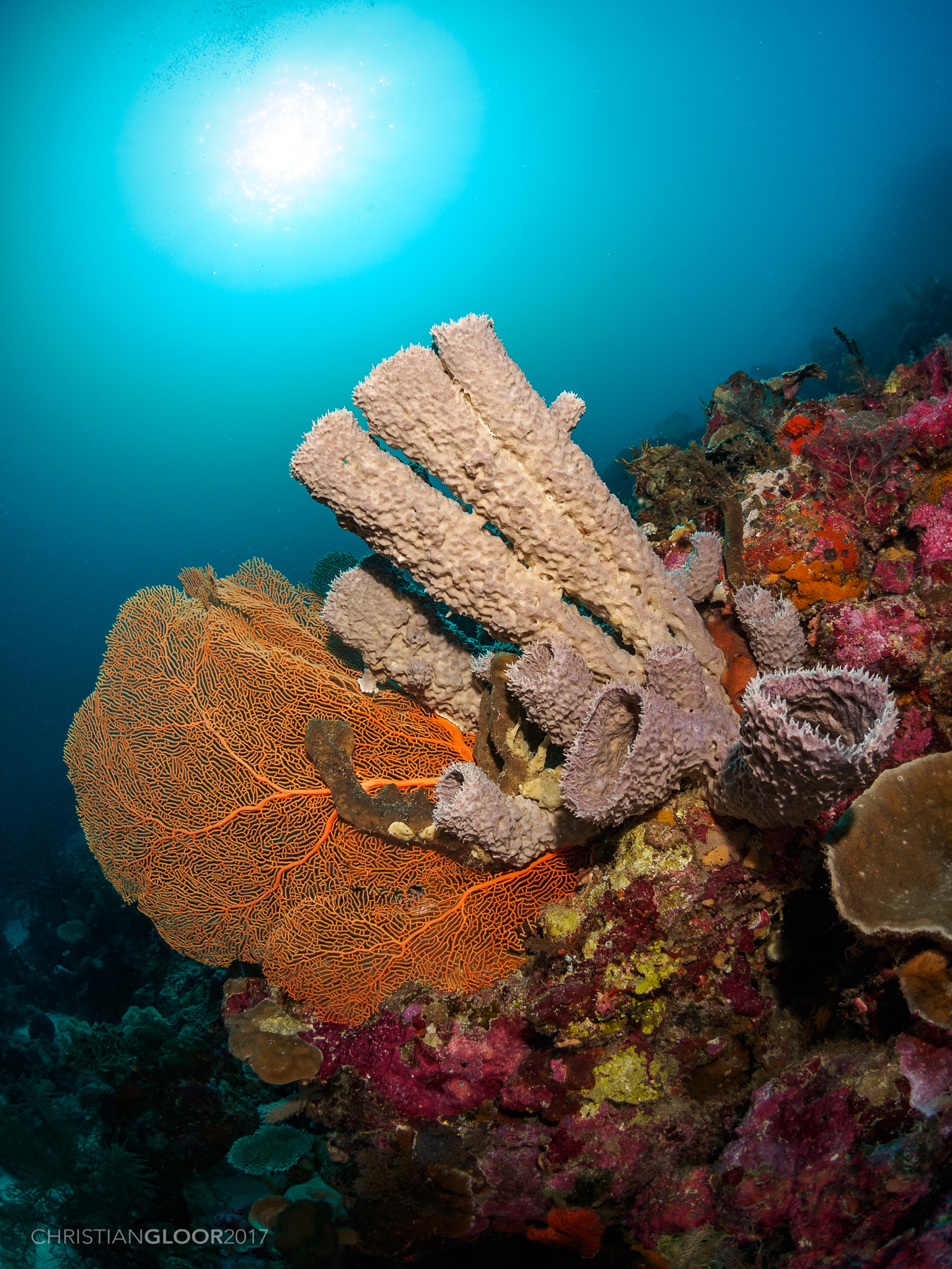 EarthDate 448 Super sponges, filtered water, clean water