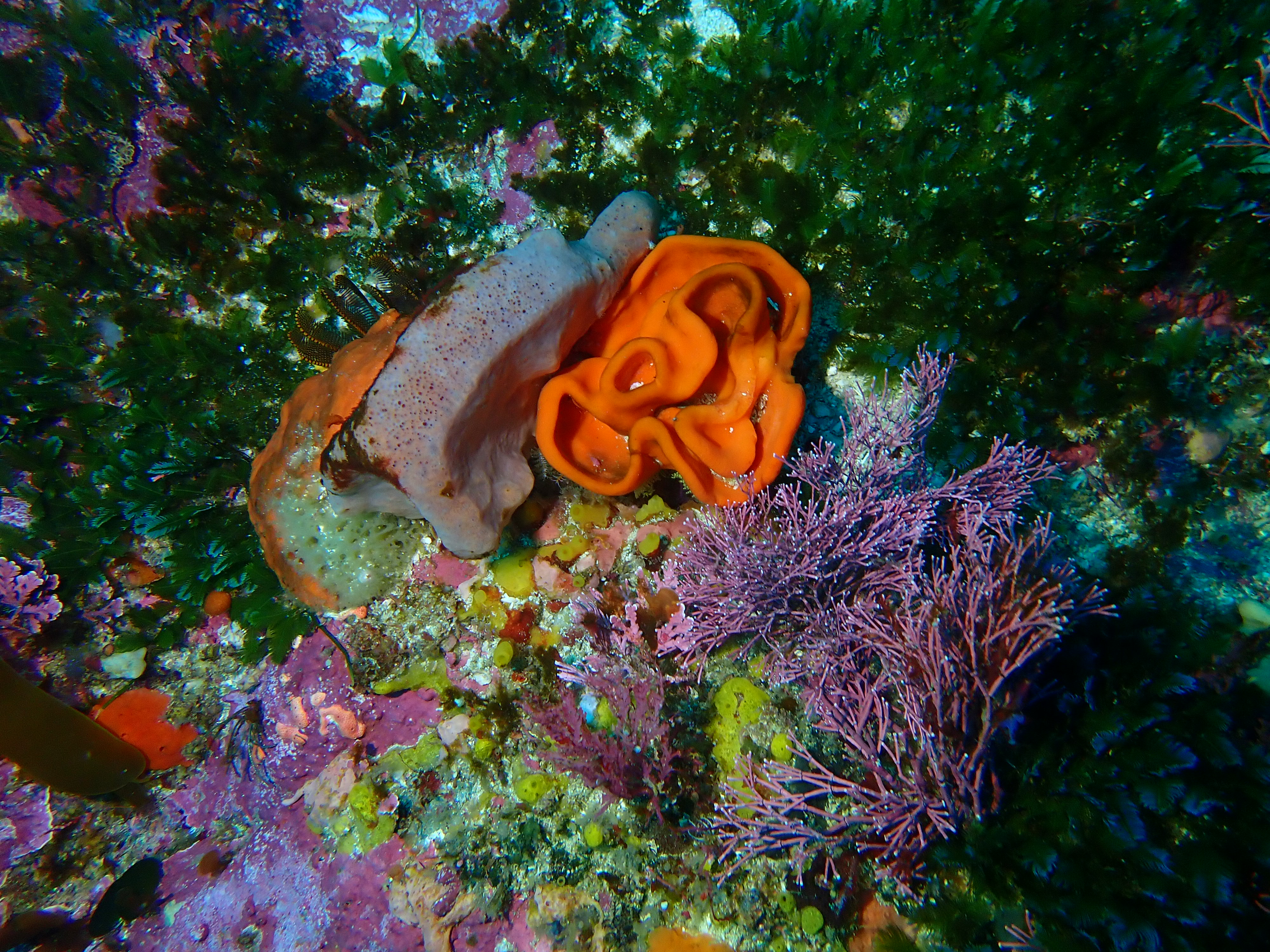 EarthDate 448-2 Vibrant sea sponges photographed at the 12 Mile Bank, off the coast of South Africa.