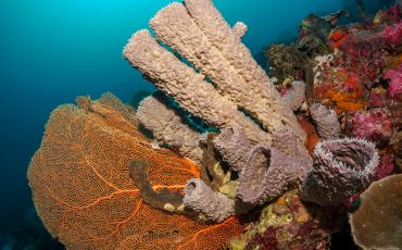 EarthDate 448 Super sponges