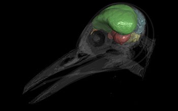EarthDate 449 Hey bird brain, avian intelligence