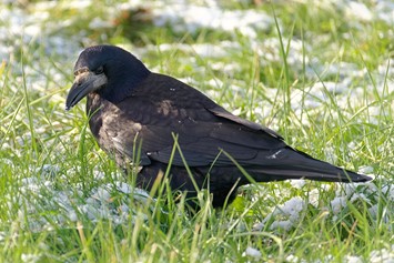 EarthDate 449-2 Corvids are often considered the smartest birds.