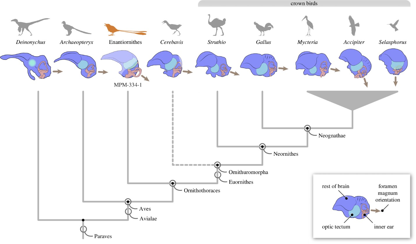 EarthDate 449-3  This family tree shows how bird brains and ears changed over time.