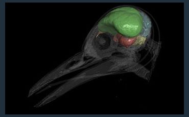 EarthDate 449, Hey bird brain
