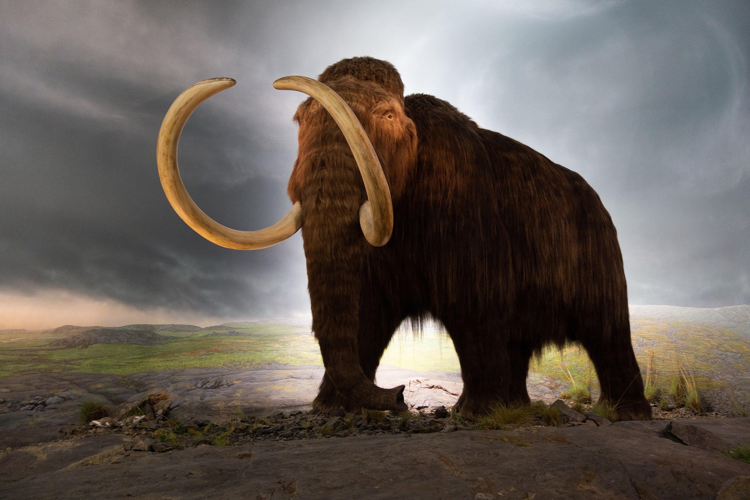 EarthDate 450-3  Woolly mammoths used their 15-foot (4.6-meter) long tusks to dig under snow for food like shrubs and grasses.