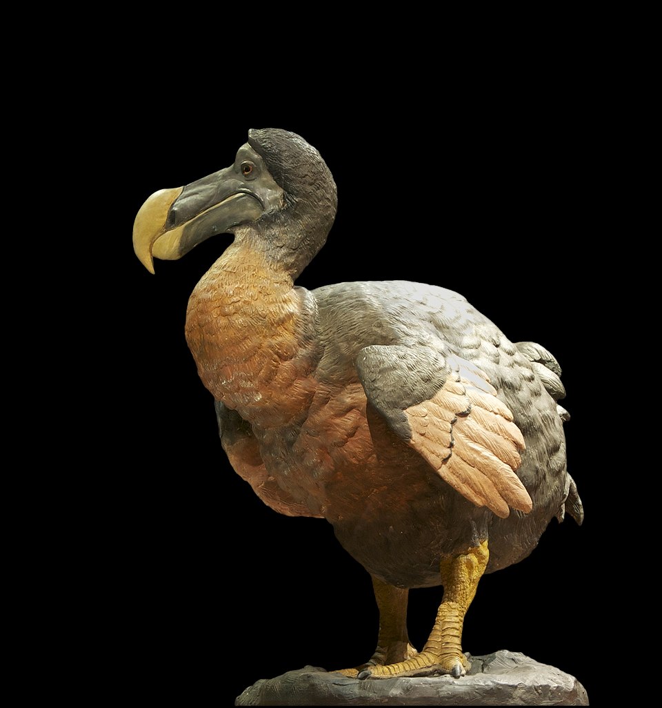 EarthDate 450-4 The big beak of the dodo bird was its only defense mechanism but was no match for the overhunting that occurred on Mauritius island.