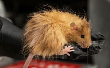 EarthDate 450 Return of the Mammoth, woolly mouse