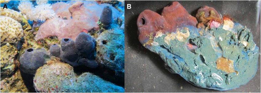EarthDate 448-3 Theonella conica from the Red Sea, before and after sampling, showing the outer maroon and inner blue colors of the sponge.