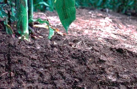 ED464 Listening to Soil