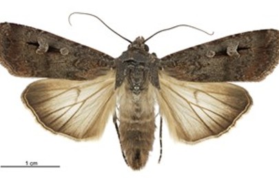 ED471_The Moth with Two Maps