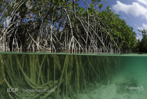 ED482 Mangrove Mayhem