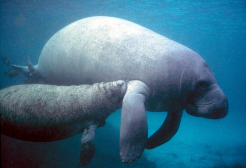 ED488 Warm Springs for Winter Manatees