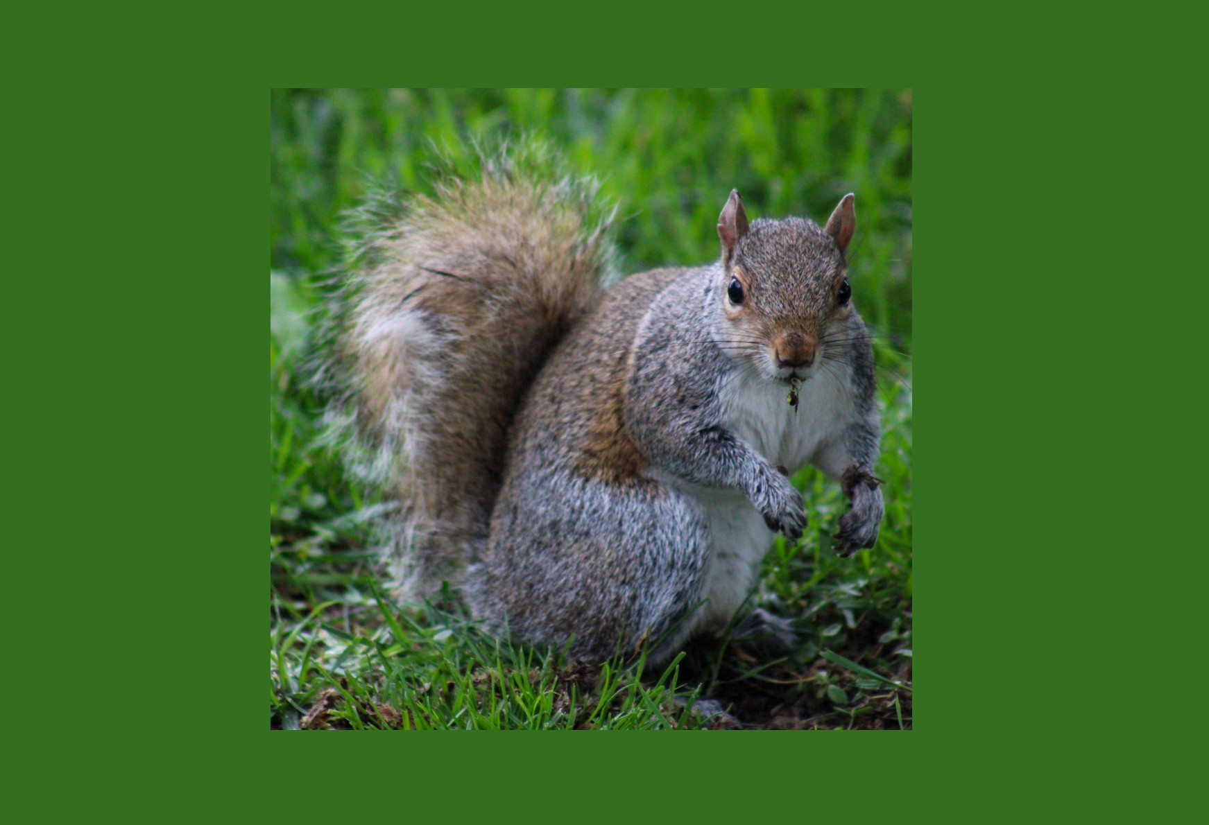 ED494_Where Did I Put That Acorn.jpg