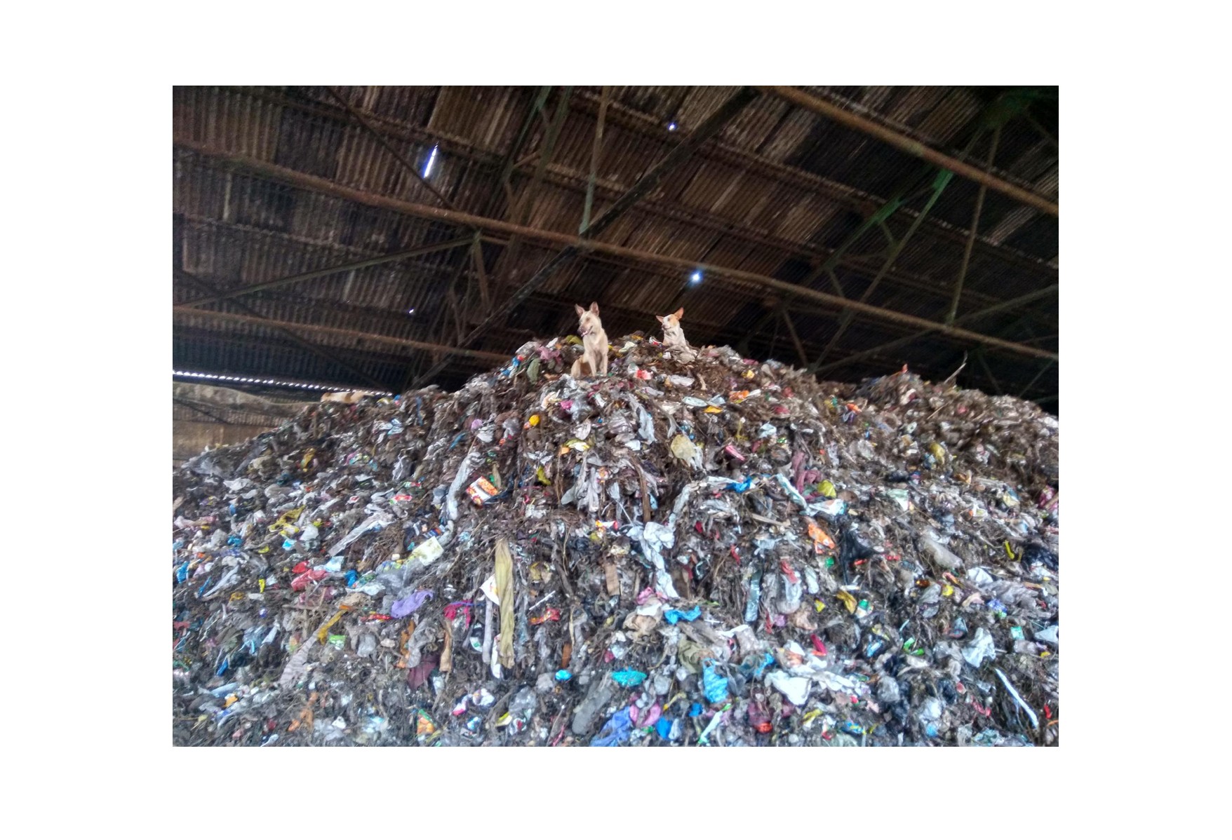 ED495 Important Trash