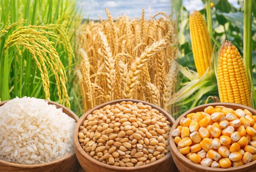 ED500 The Crops That Feed The World