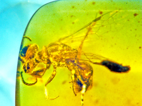 100-million-year-old fossilized bee