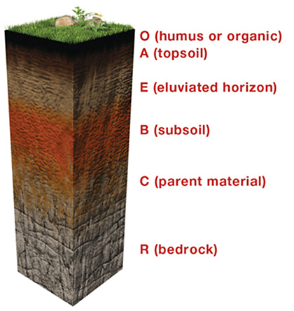 Digging Soil-Why we should love dirt