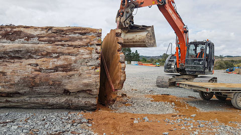 42000-year-old kauri tree