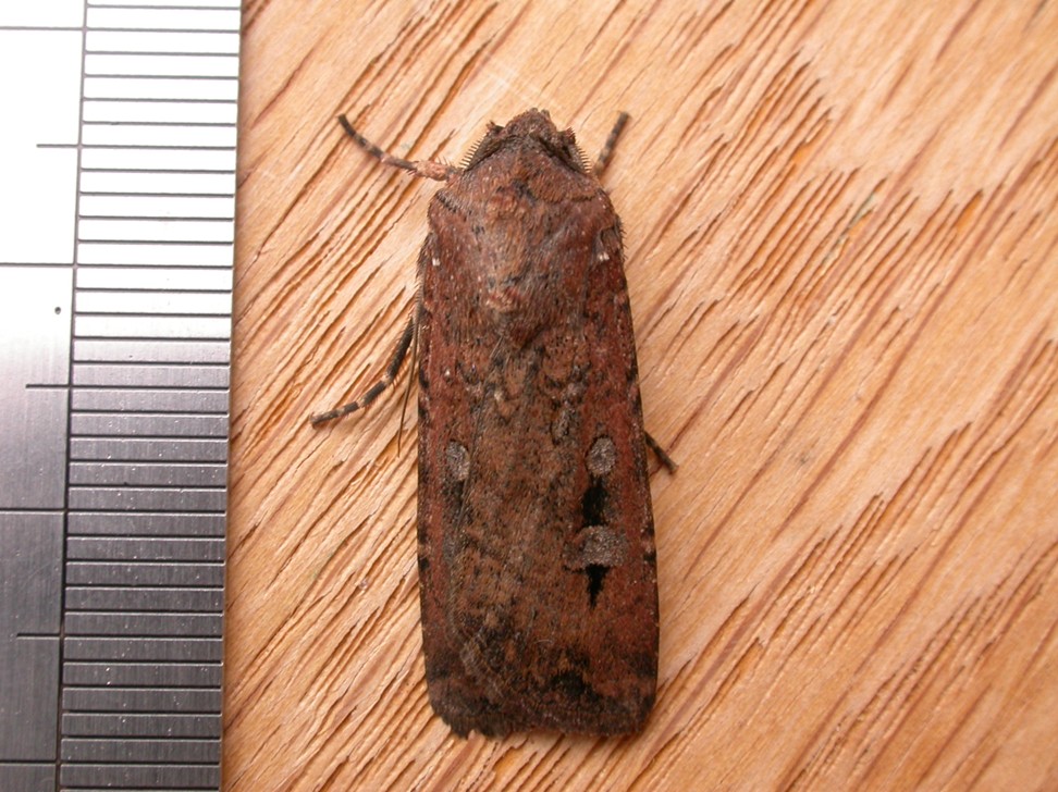 Adult Bogong Moth Measurement