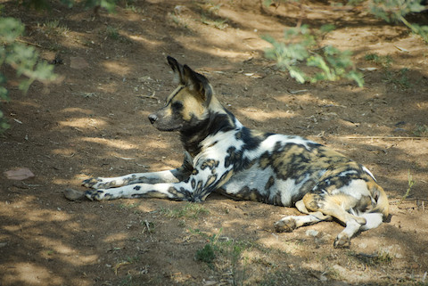 African wild dog