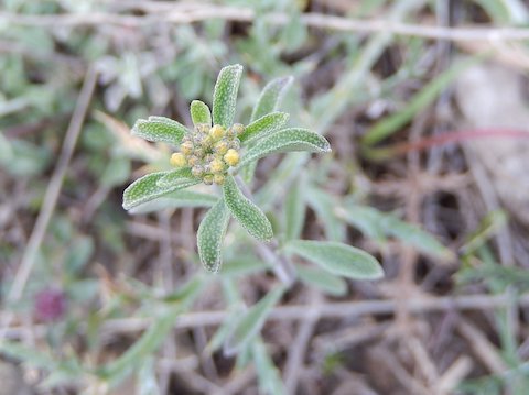 Alyssum bertolonii