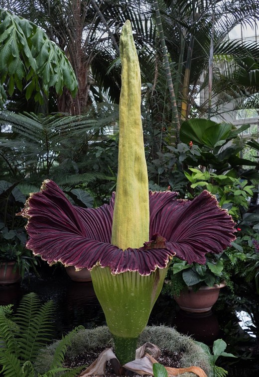 corpse flower