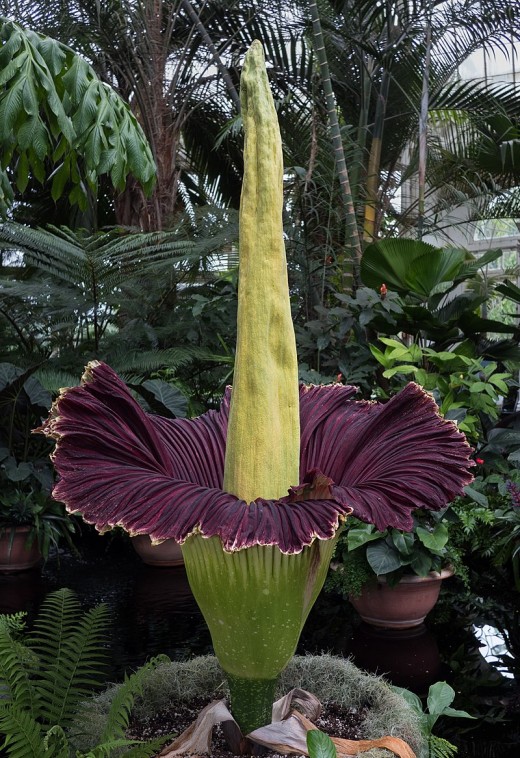 Creepy Corpse Flowers EarthDate