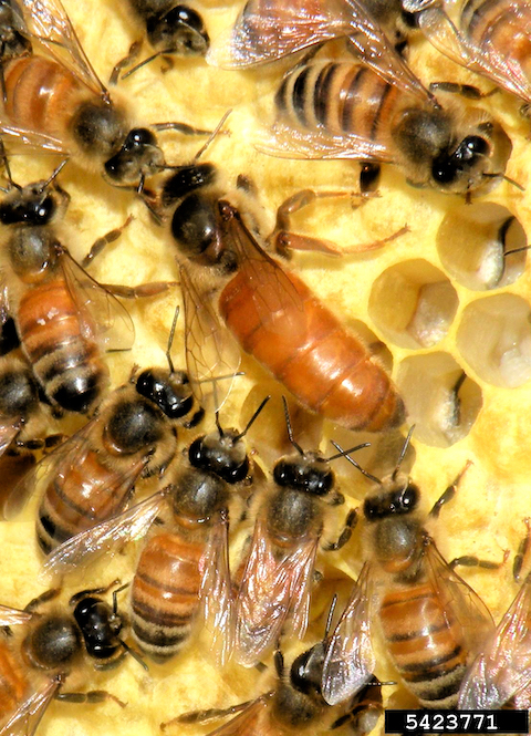 Apis mellifera queen and workers