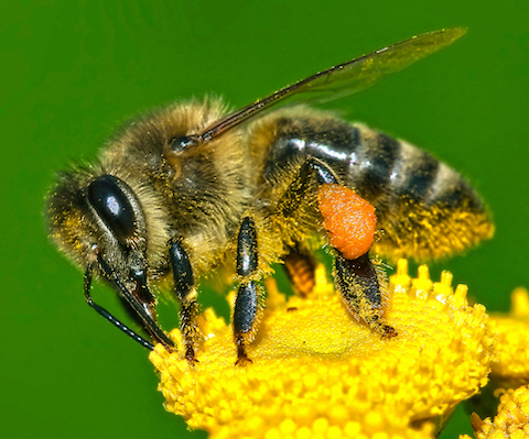 Apis mellifera Western honey bee