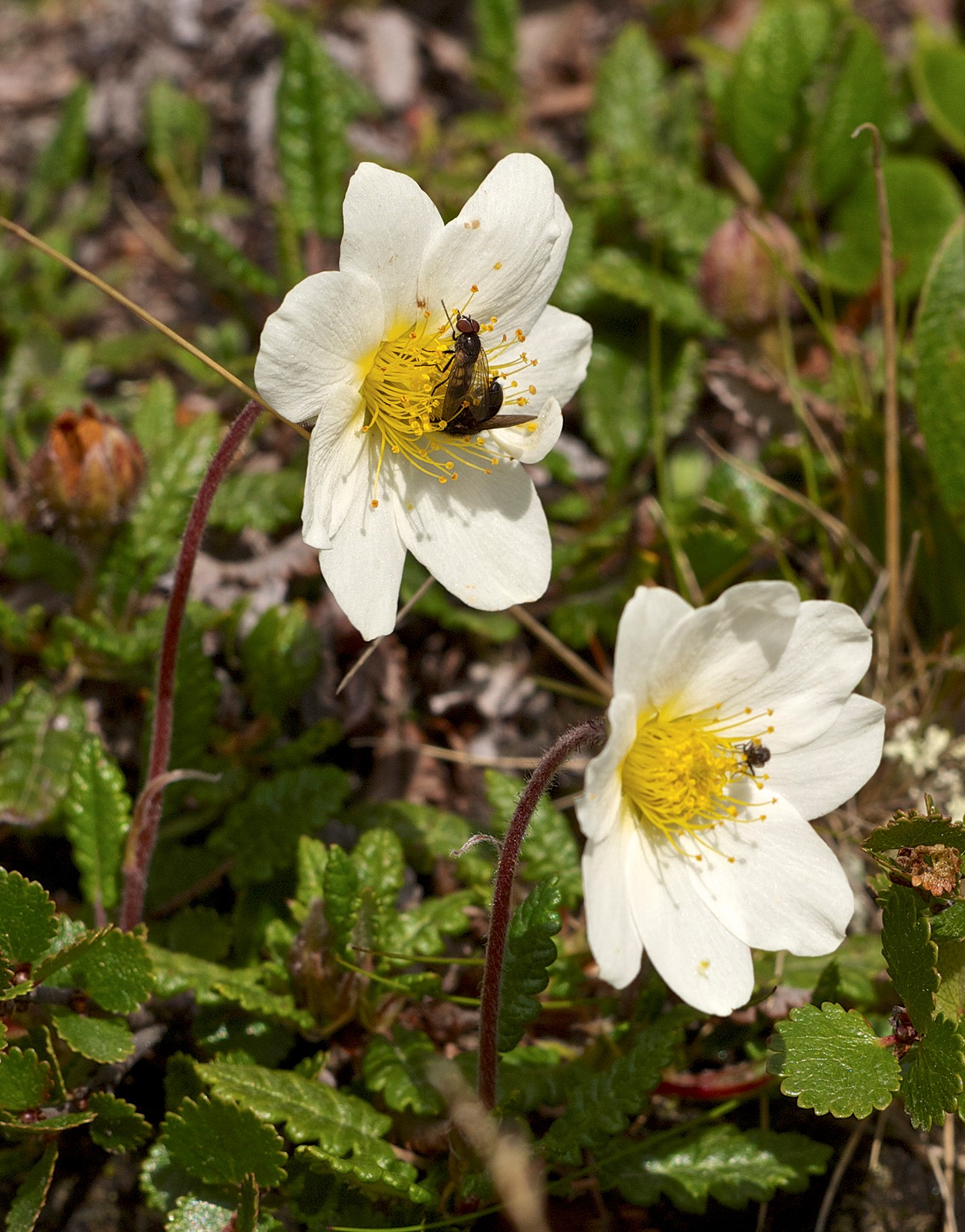 dryas octopetala