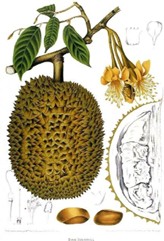 19th-century rendering of Durio zibethinus 